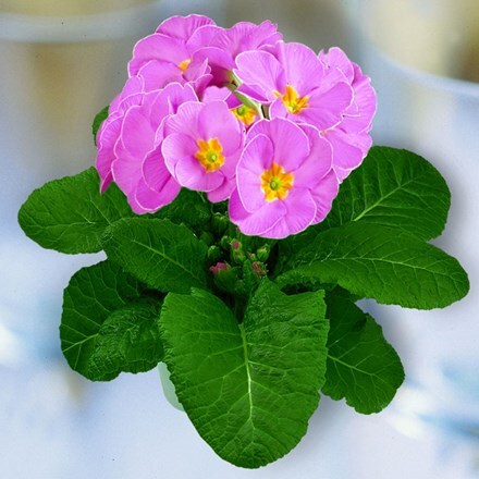 Picture of Polyanthus Supernova Pink (Supernova Series)