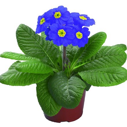 Picture of Polyanthus Supernova Blue (Supernova Series)