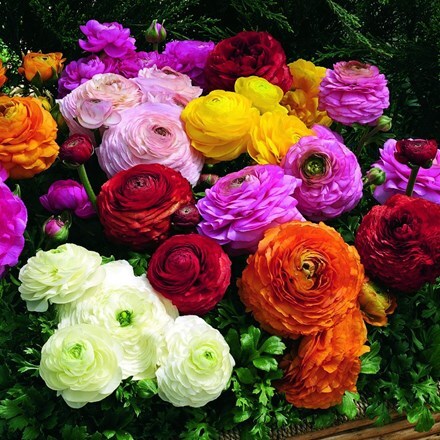 Picture of Ranunculus