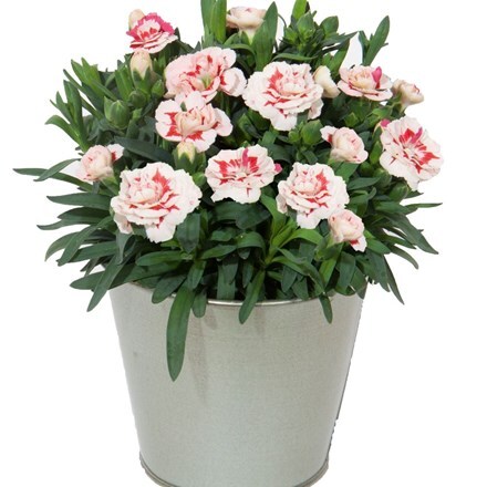 Picture of Dianthus Oscar Red Star