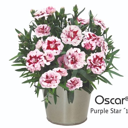 Picture of Dianthus Oscar Purple Star ('Kledp15180') (PBR)