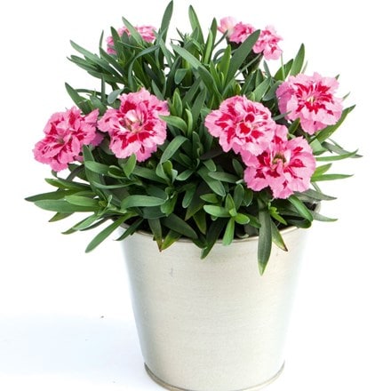 Picture of Dianthus Oscar Pink and Purple ('Kledp10111') (PBR)