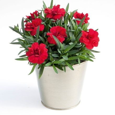 Picture of Dianthus Oscar Cherry ('Kledp11109') (PBR)