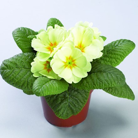 Picture of Primrose Danova Lime (Danova Series)