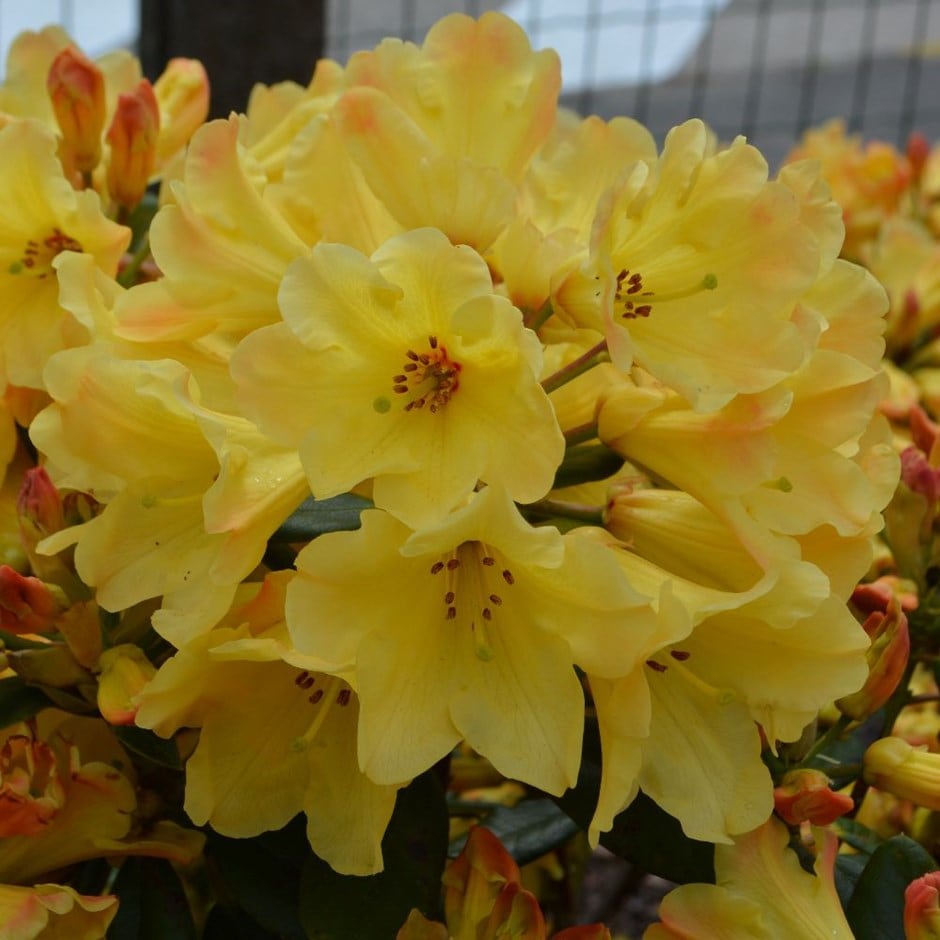 <i>Rhododendron</i> 'Nancy Evans'