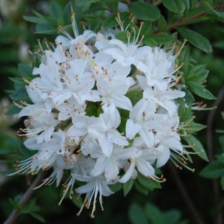 Picture of Rhododendron Viscosa