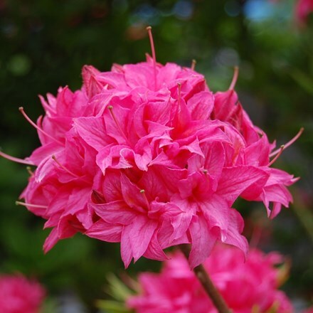 Rhododendron Homebush