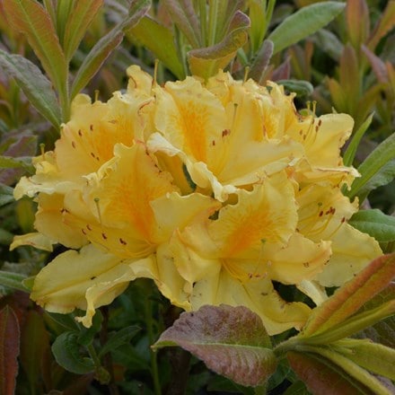 Picture of Rhododendron Harvest Moon
