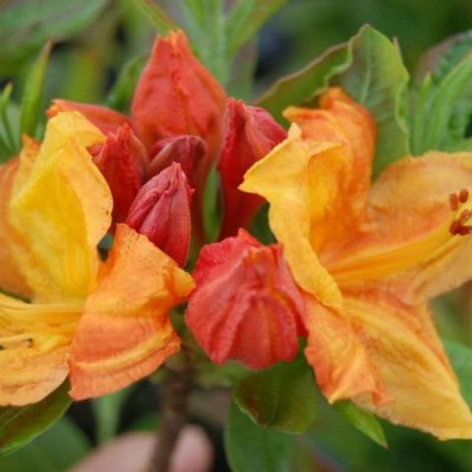 <I>Rhododendron</i> 'Glowing Embers'