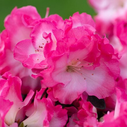 Picture of Rhododendron Bicolor (PBR) (Evergreen Series)