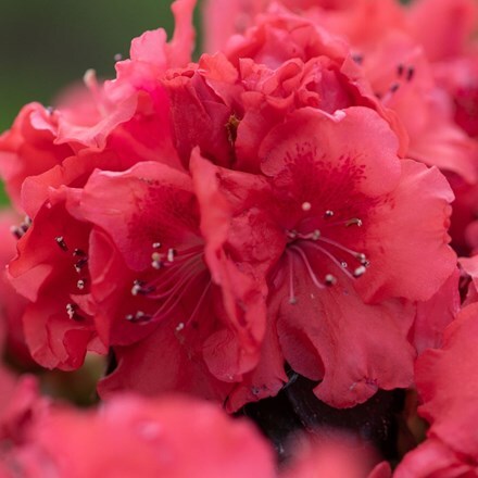 Picture of Rhododendron Orange (PBR) (Evergreen Series)