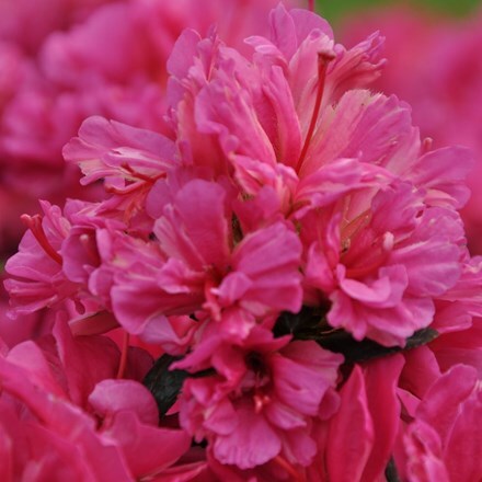 Picture of Rhododendron Lila (PBR) (Evergreen Series)