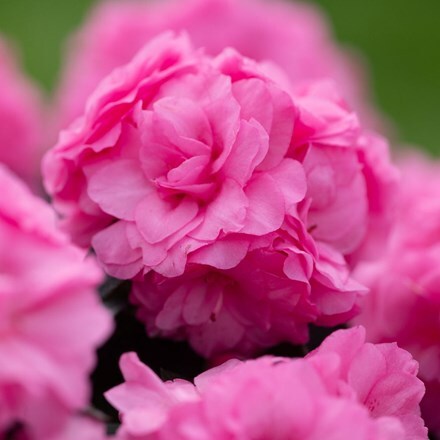 Picture of Rhododendron Pink (PBR) (Evergreen Series)