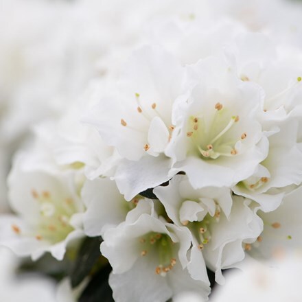 Picture of Rhododendron White (PBR) (Evergreen Series)