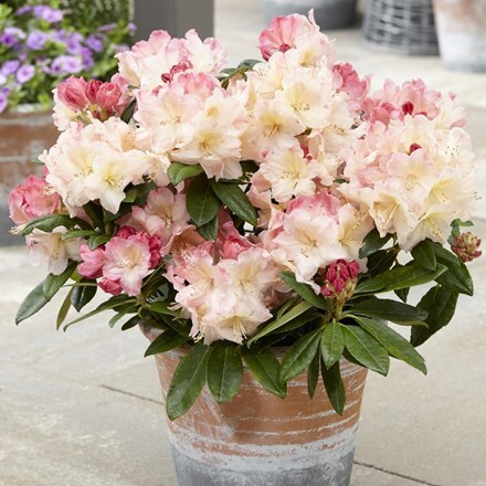 Picture of Rhododendron Percy Wiseman
