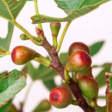 Ficus carica Little Miss Figgy ('Lmf01') (PBR)