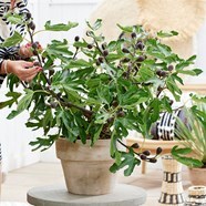 Buy Fig syn Ficus Carica Miss Figgy Ficus Carica Little Miss Figgy Buy Fig syn Ficus Carica Miss Figgy Ficus Carica Little Miss Figgy