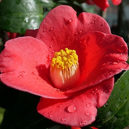 Camellia japonica Adeyaka
