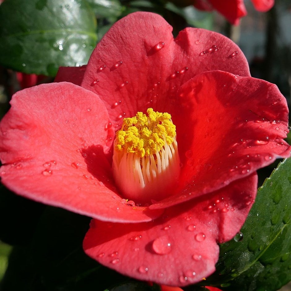<i>Camellia japonica</i> 'Adeyaka'