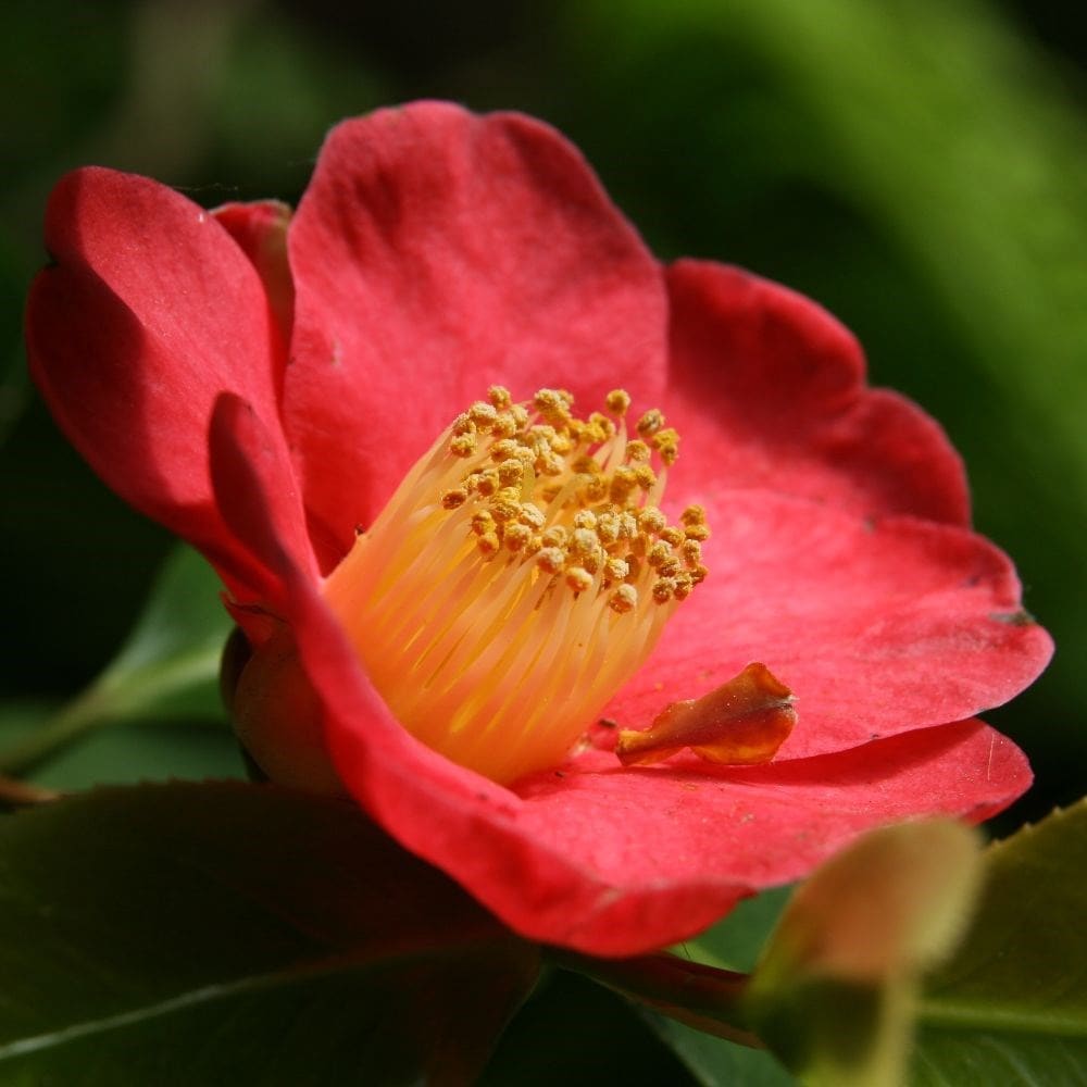 <i>Camellia japonica</i> 'Adeyaka'