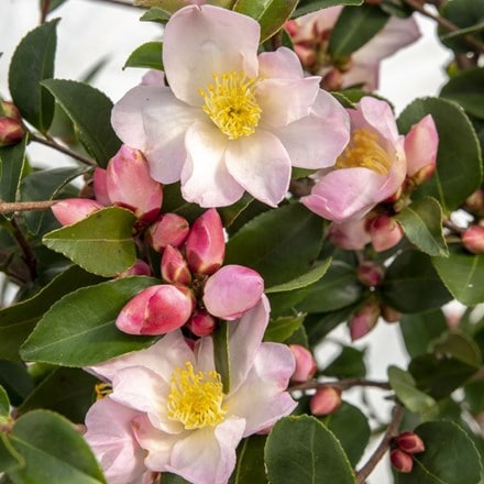 Camellia japonica Fairy Blush
