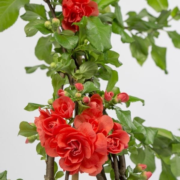 Chaenomeles speciosa Orange Storm (PBR)