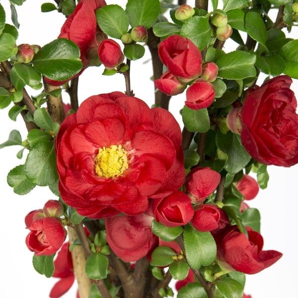 Chaenomeles speciosa Scarlet Storm (PBR)