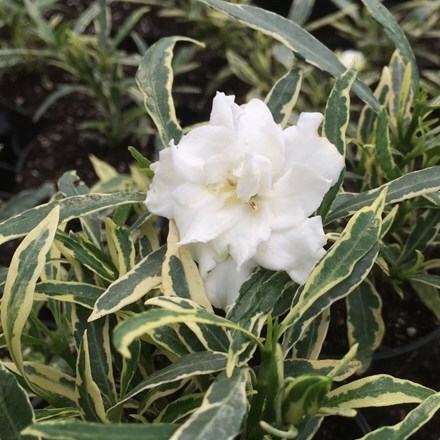 Picture of Gardenia jasminoides Golden Crown (PBR)