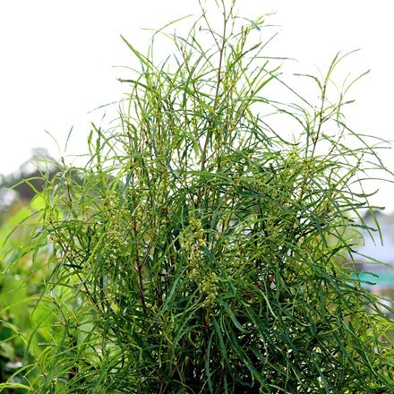 Picture of Frangula alnus Fine Line