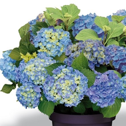 Picture of Hydrangea macrophylla Forever & Ever Blue