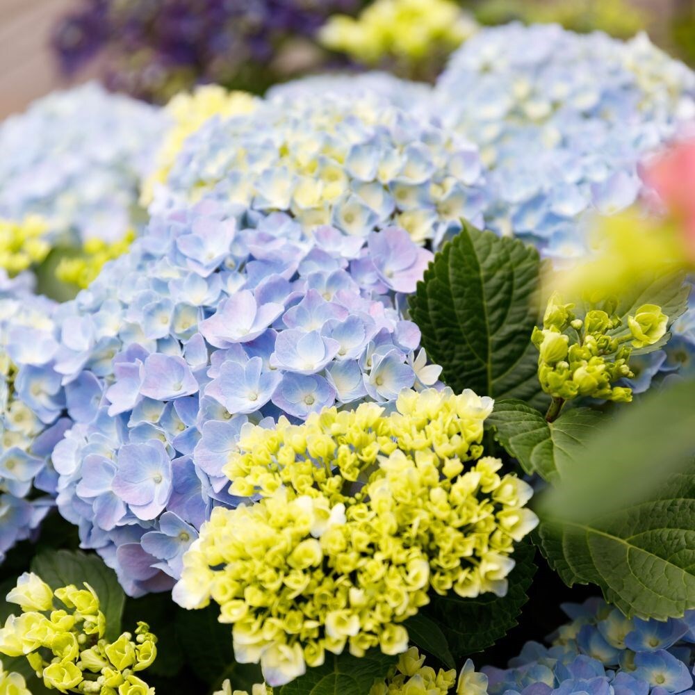 Buy mophead hydrangea Hydrangea macrophylla Forever & Ever Blue: £  Delivery by Crocus