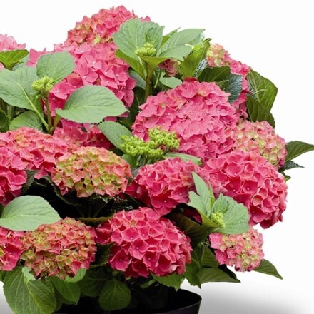 Hydrangea macrophylla Forever & Ever Red