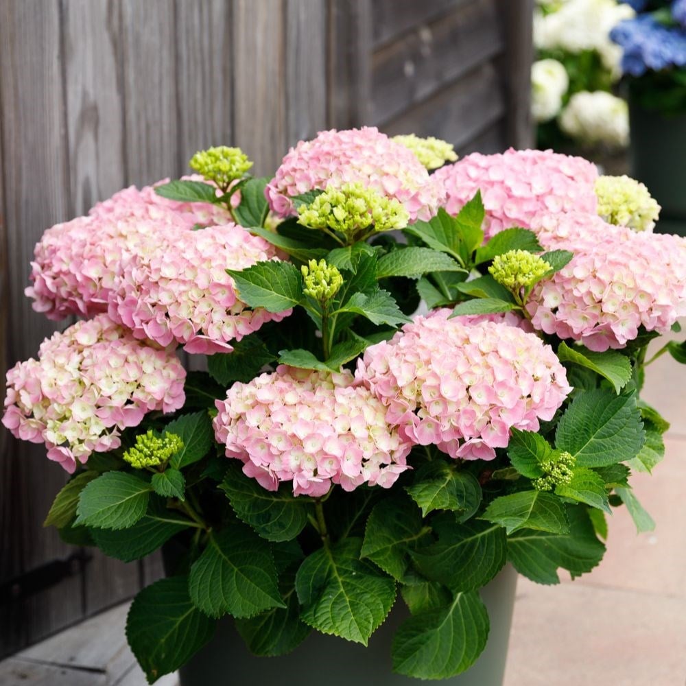 Buy Mophead Hydrangea Hydrangea Macrophylla Forever And Ever Pink £89 99