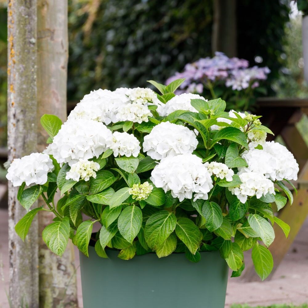 Image of Hydrangea Forever and Ever White