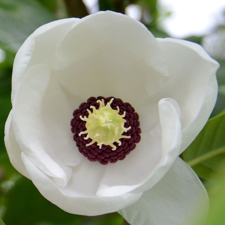 <i>Magnolia sieboldii</i> subsp. <i>sinensis</i>