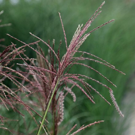 Picture of Miscanthus sinensis Ferner Osten