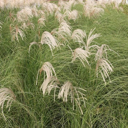 Picture of Miscanthus sinensis Gracillimus