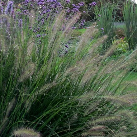 Picture of Pennisetum alopecuroides Hameln