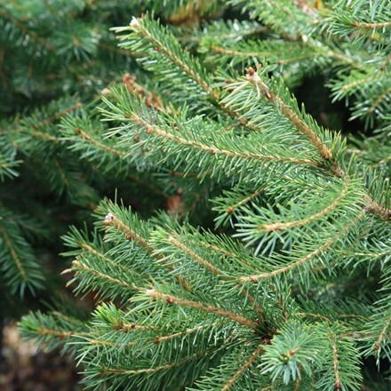 Picture of Picea omorika