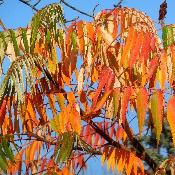Rhus typhina Dissecta