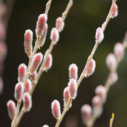 Picture of Salix gracilistyla Mount Aso