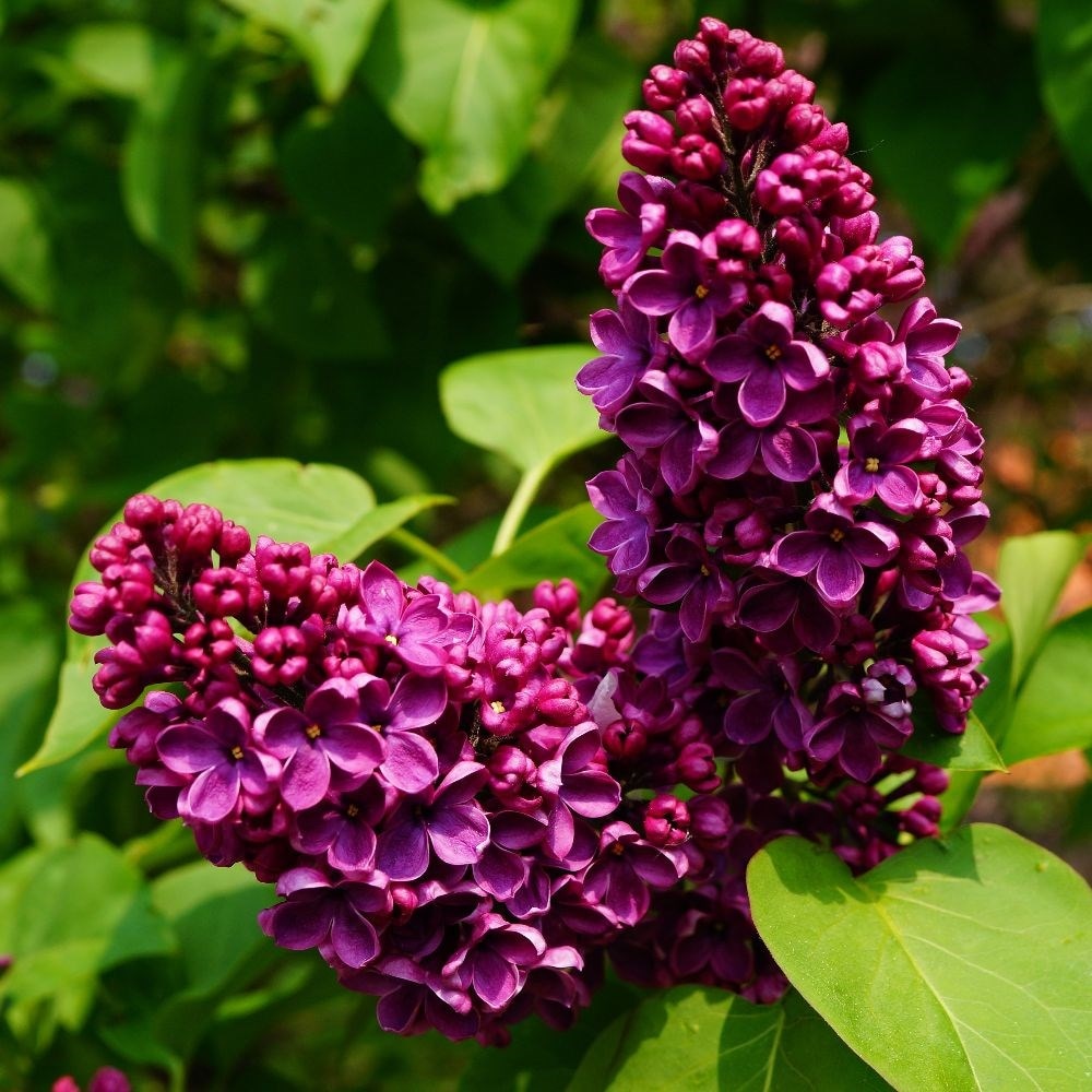 lilac 'Andenken an Ludwig Spath'
