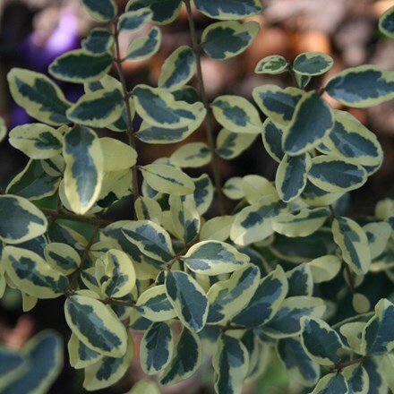 Picture of Ligustrum ibota Musli  (‘Muster’)(PBR)