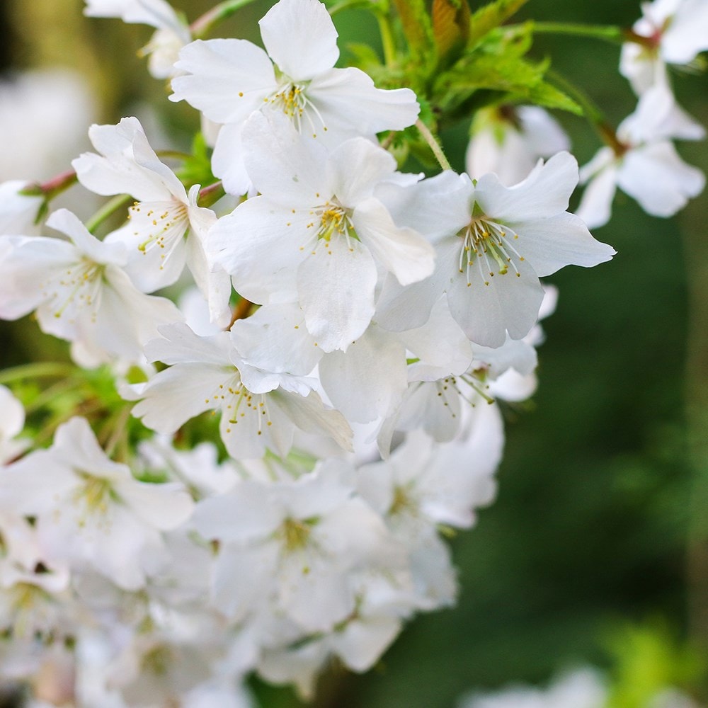 Product options image