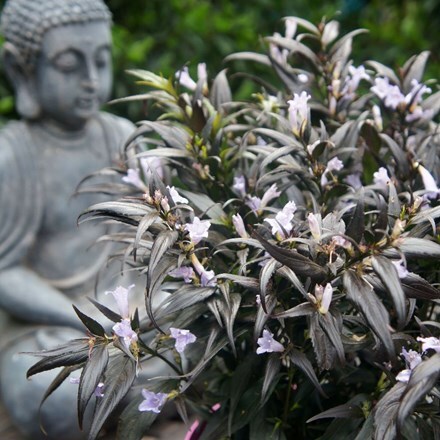 Picture of Strobilanthes anisophylla Brunetthy ('Lankveld15') (PBR)