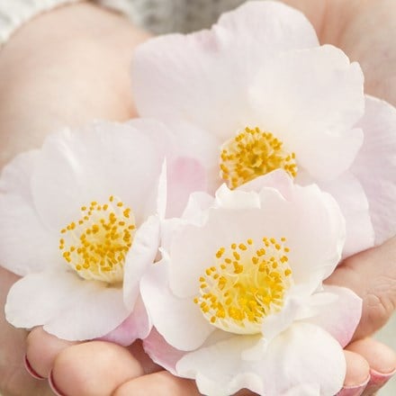 Camellia japonica Winter Perfume Pearl (PBR)
