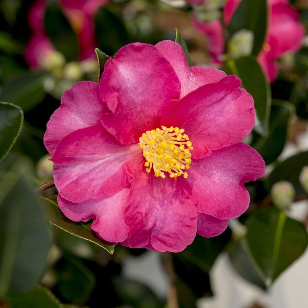 Buy autumn flowering camellia Camellia sasanqua 'Red ...