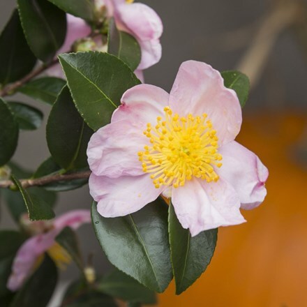 Camellia sasanqua Pink