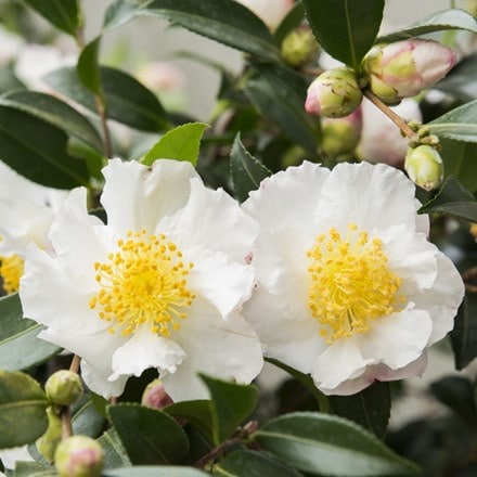 Camellia sasanqua White