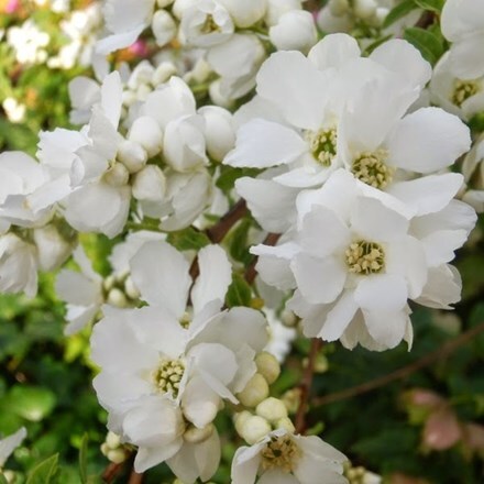 Picture of Exochorda racemosa Magical Springtime ('Kolmasprit') (PBR)